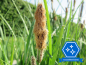 Mobile Preview: Carex acuta - Schlanksegge